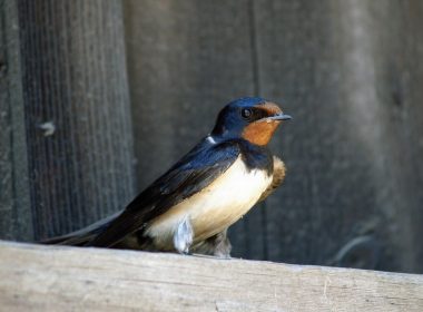 hirundo-rustica