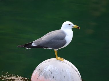 larus-crassirostris