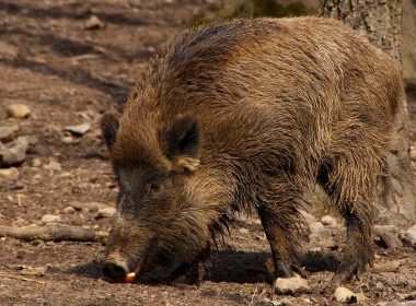 sus-scrofa