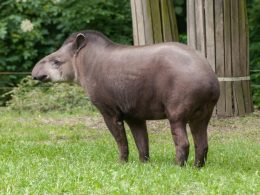 tapirus-terrestris