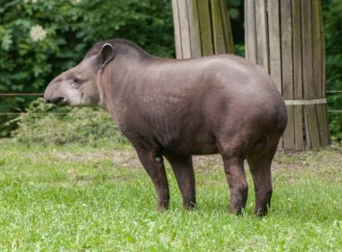 tapirus-terrestris