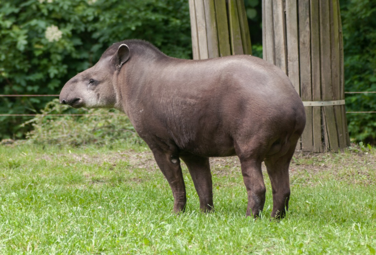 tapirus-terrestris